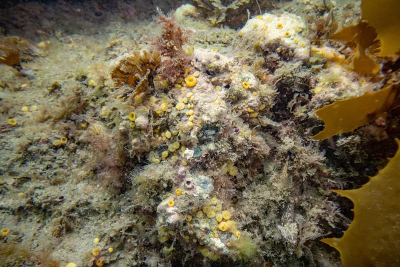 Boring Sponge (Cliona celata)