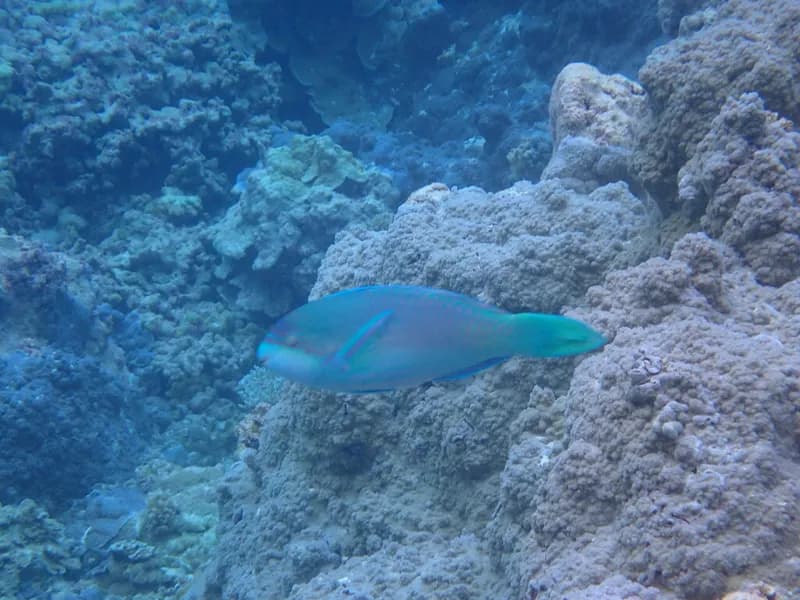 Globehead Parrotfish (Scarus globiceps)
