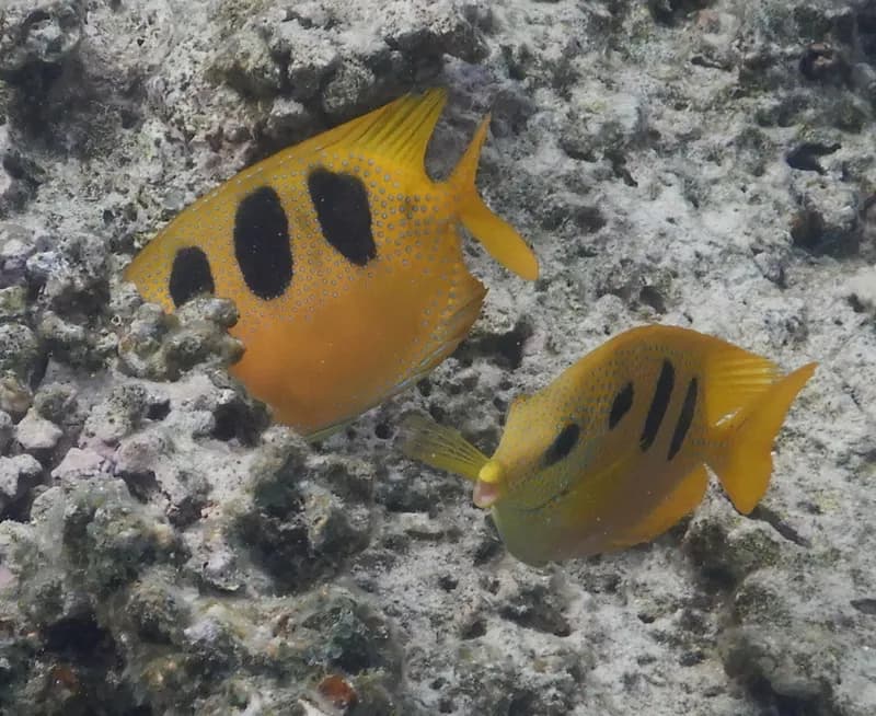 Three-Spot Rabbitfish (Siganus trispilos)