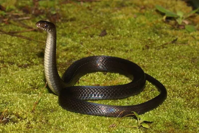 Natriciteres sylvatica