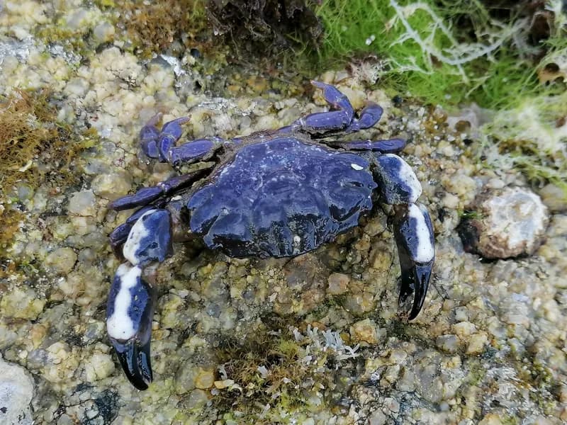 Xantho hydrophilus