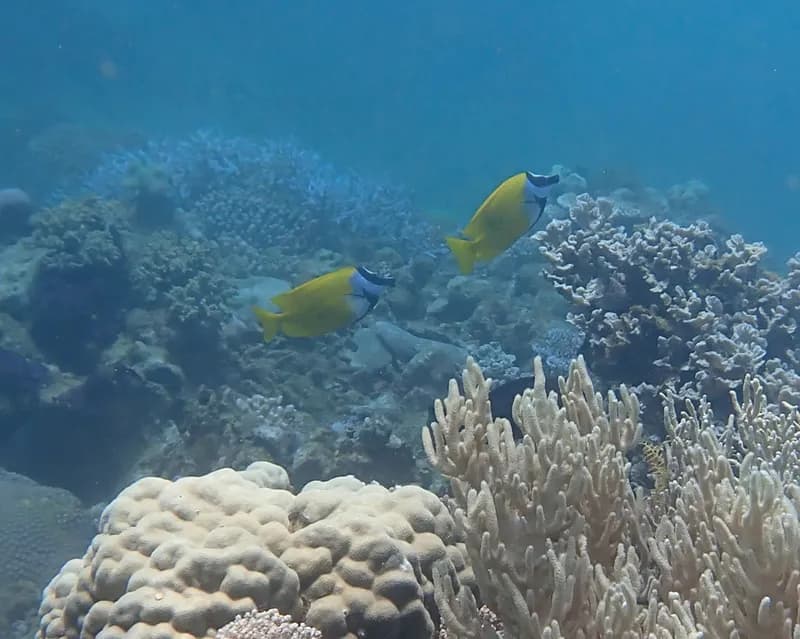 Common Foxface (Siganus vulpinus)
