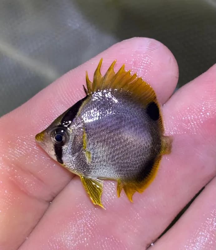 Spotfin Butterflyfish (Chaetodon ocellatus)