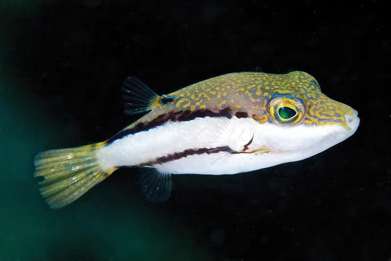 Goldface Toby (Canthigaster jamestyleri)