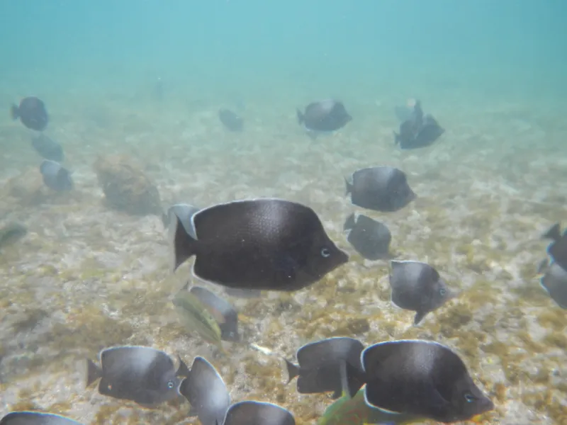 Easter Island Butterflyfish (Chaetodon litus)