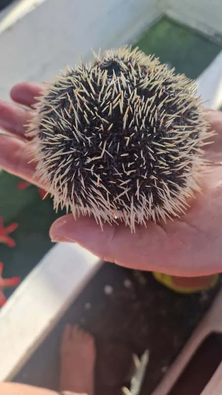 Bischofsmützenseeigel (Tripneustes gratilla)