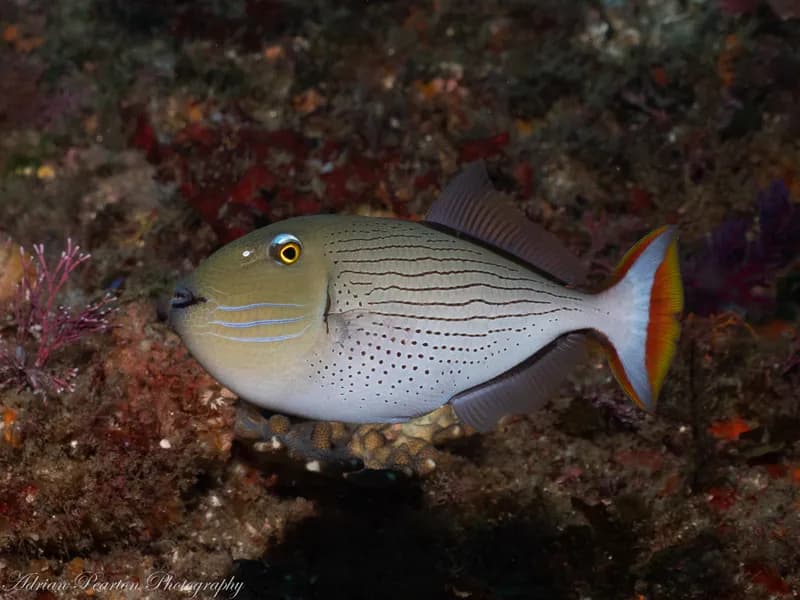 Xanthichthys lima