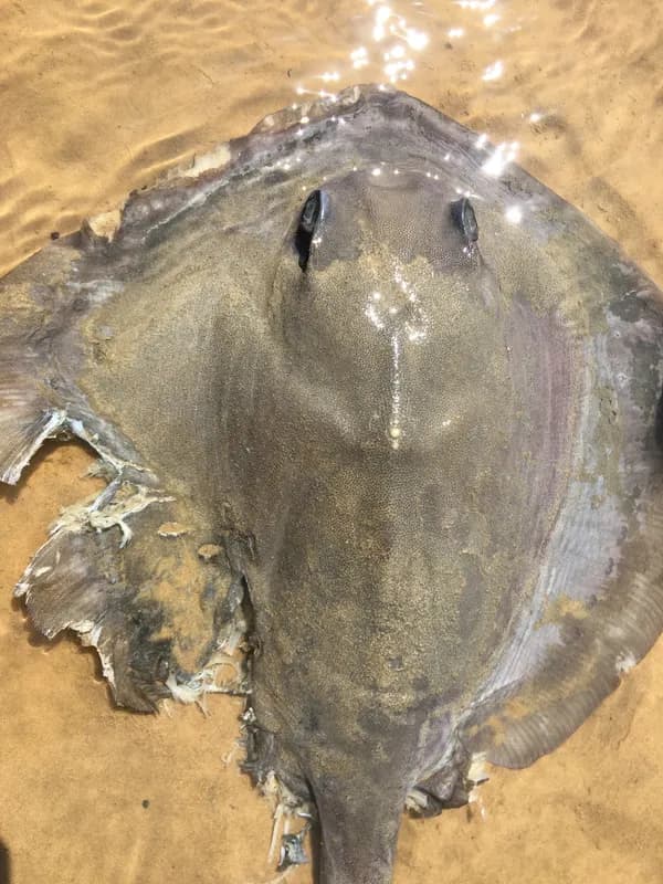 Banana-Tail Ray (Pastinachus ater)