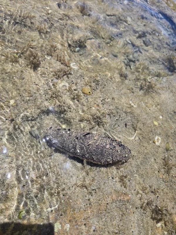 Holothuria (Halodeima) grisea
