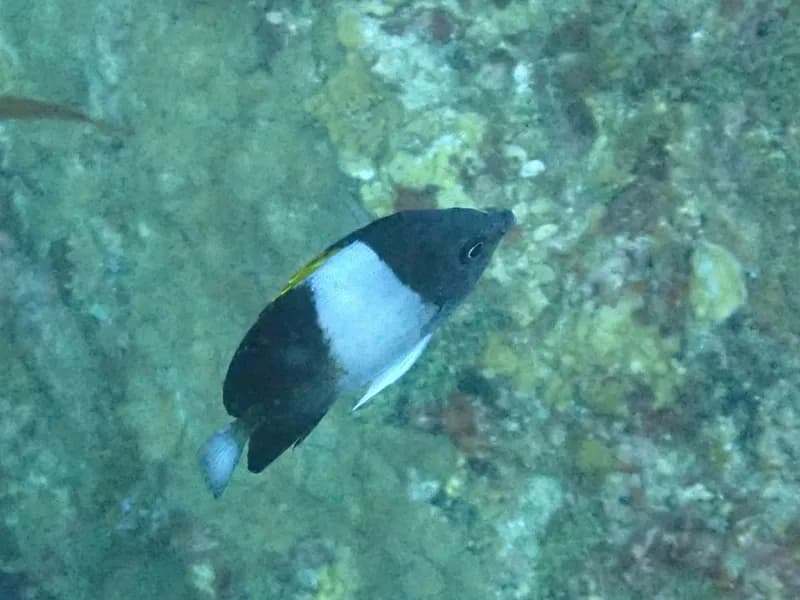Brown-and-White Butterflyfish (Hemitaurichthys zoster)
