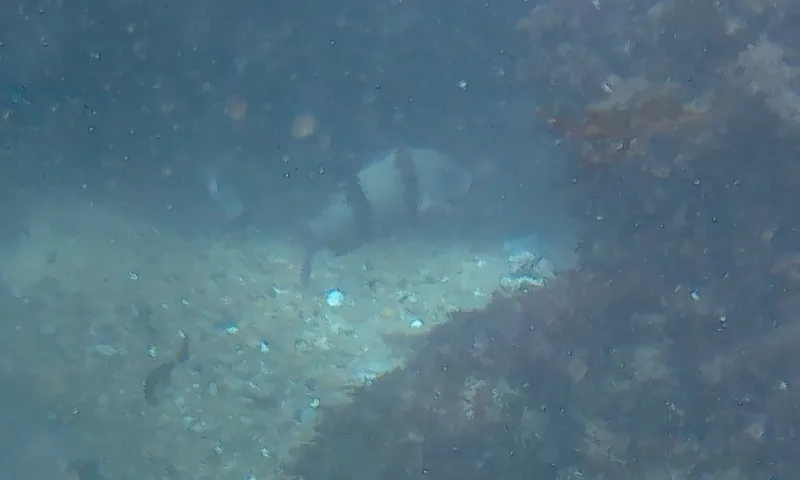 Parupeneus trifasciatus