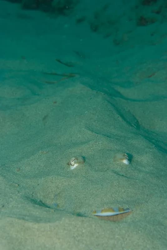 Acroteriobatus leucospilus