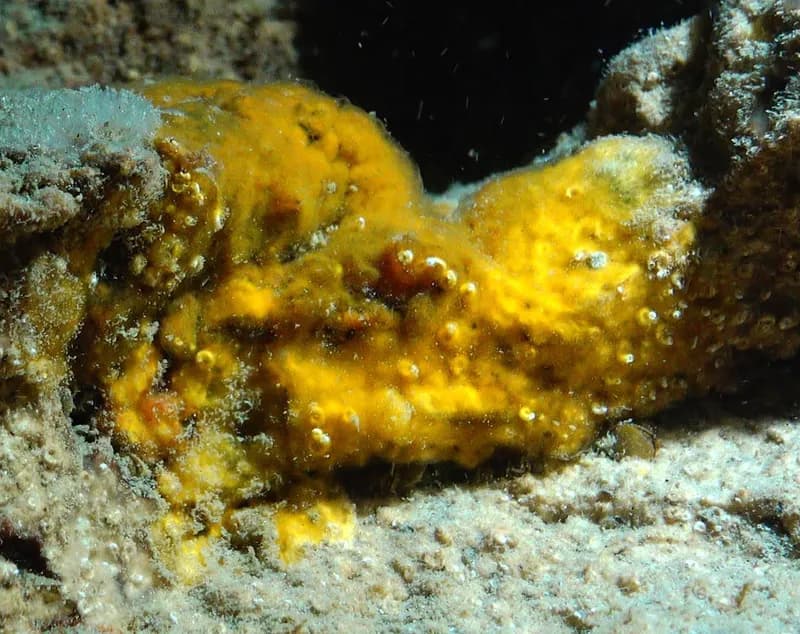 Orange Crust Sponge (Protosuberites denhartogi)
