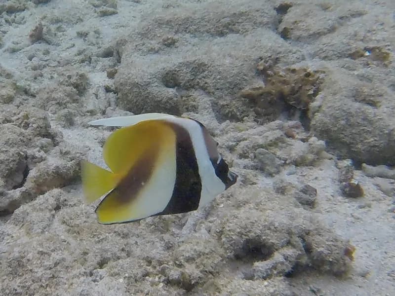 Masked Bannerfish (Heniochus monoceros)