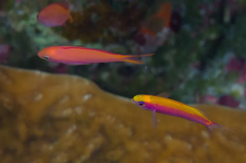 Luzonichthys whitleyi