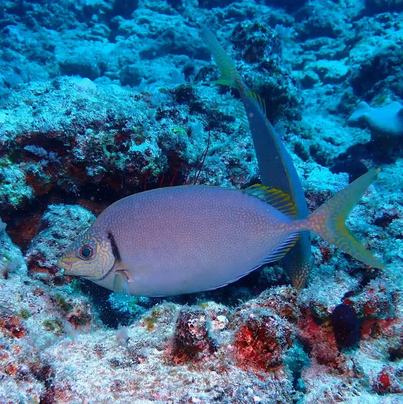 Siganus woodlandi
