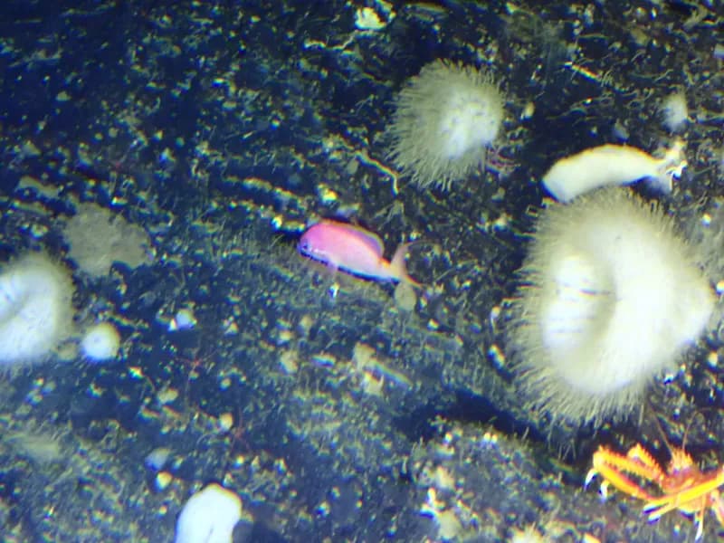 Anthias asperilinguis