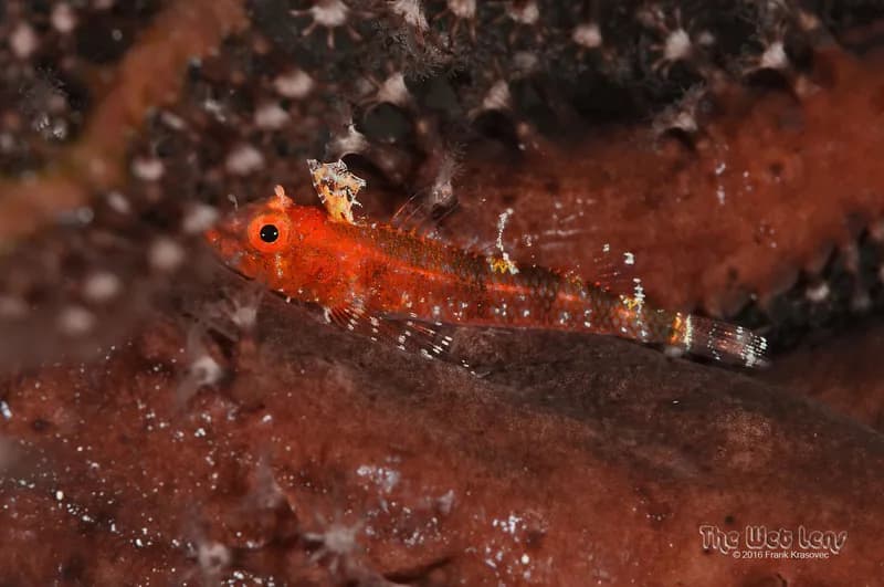 Blackedge Triplefin (Enneanectes atrorus)