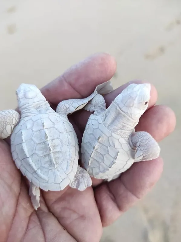 Olive Ridely (Lepidochelys olivacea)