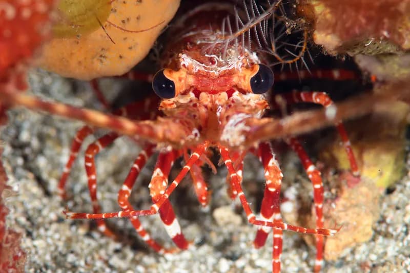 Gibbon Furrow Lobster (Justitia longimana)