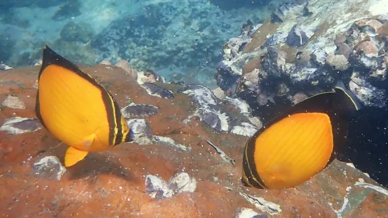Arabian Butterflyfish (Chaetodon melapterus)