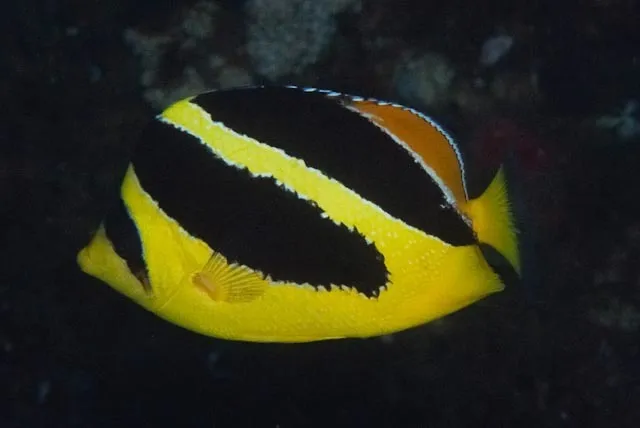 Chaetodon mitratus