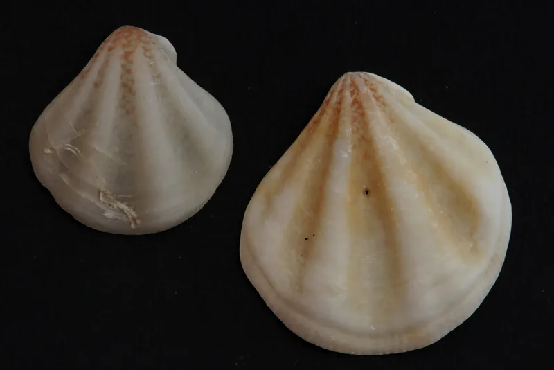 Pseudamussium clavatum