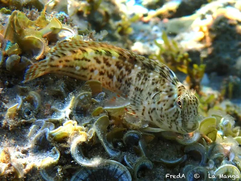 Parablennius sanguinolentus