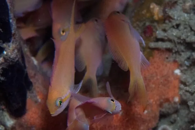 Nemanthias carberryi