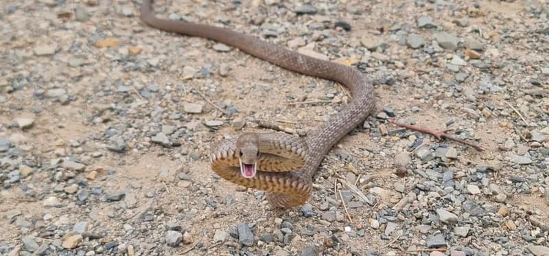 Pseudonaja elliotti