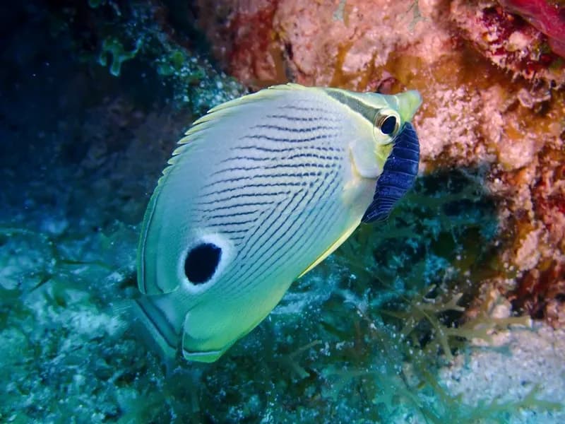 Chaetodon capistratus