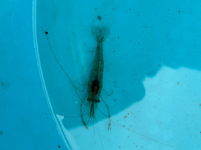 Palaemon macrodactylus