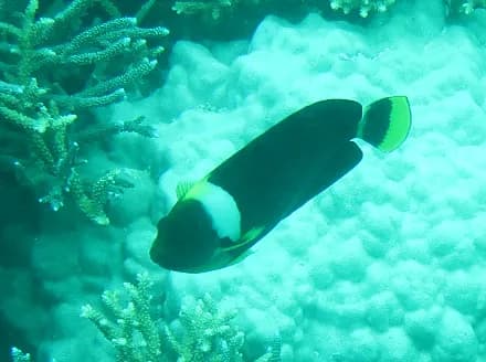 Blueface Angelfish (Chaetodontoplus personifer)
