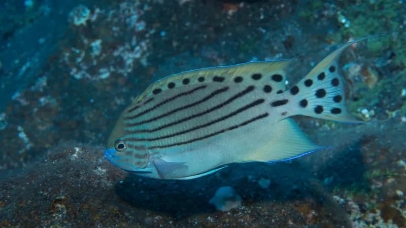 Genicanthus takeuchii