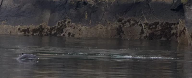 Bay Porpoise (Phocoena phocoena)