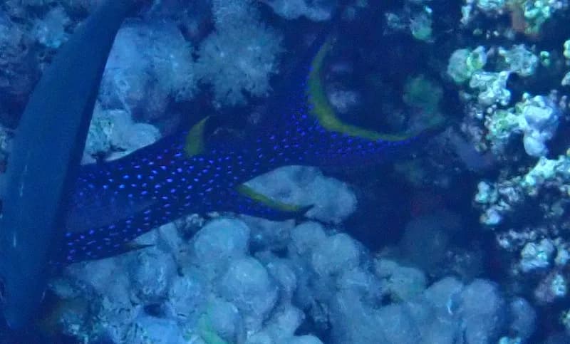 Lunartail Grouper (Variola louti)