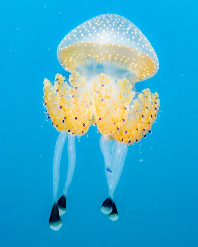 Australian Spotted Jellyfish (Phyllorhiza punctata)
