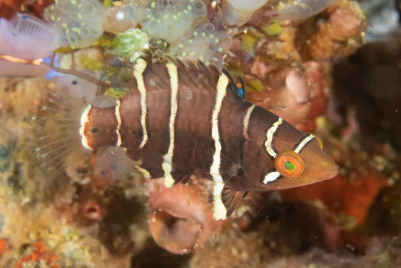 Redbreasted Wrasse (Cheilinus fasciatus)