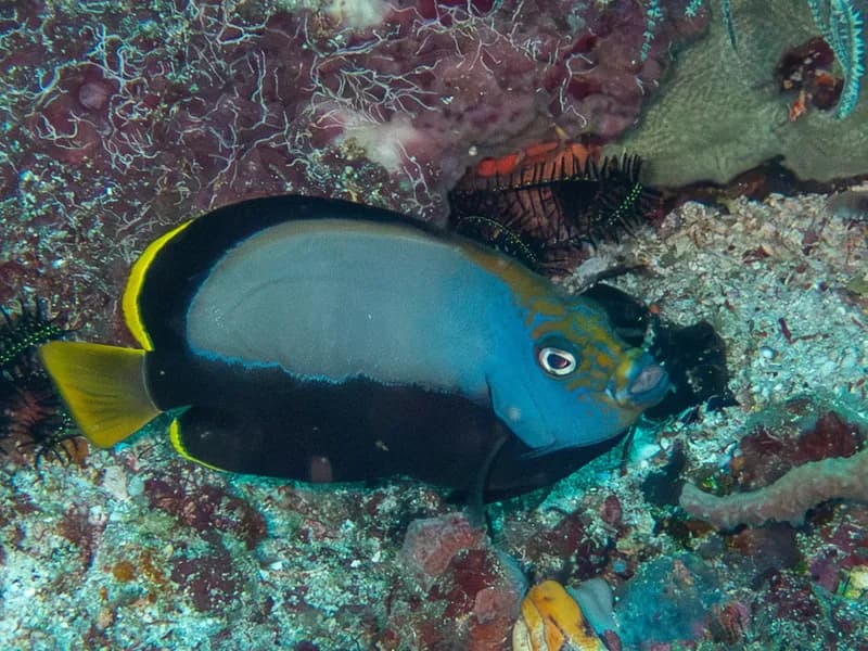 Chaetodontoplus dimidiatus