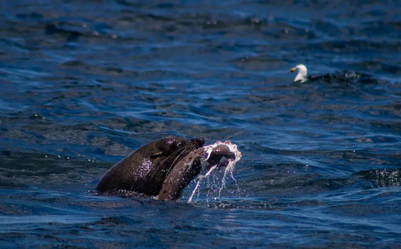 Arctocephalus pusillus