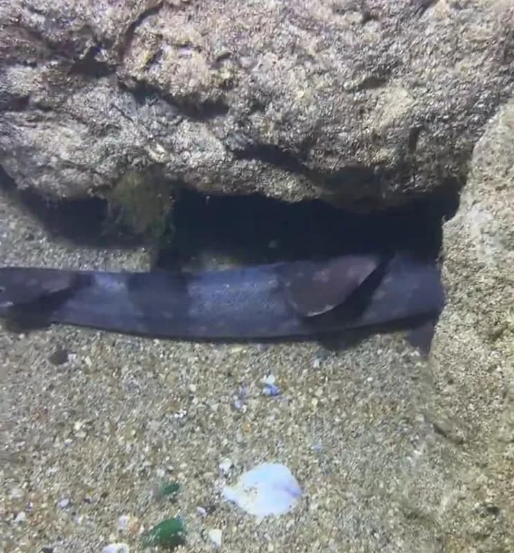 Chiloscyllium plagiosum