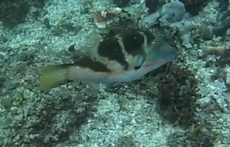 Toby (Canthigaster axiologus)