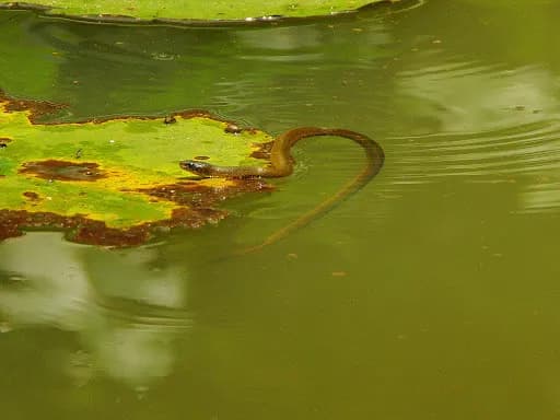 Natriciteres olivacea