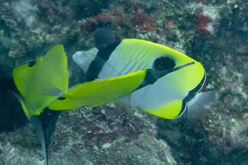 Chaetodon unimaculatus