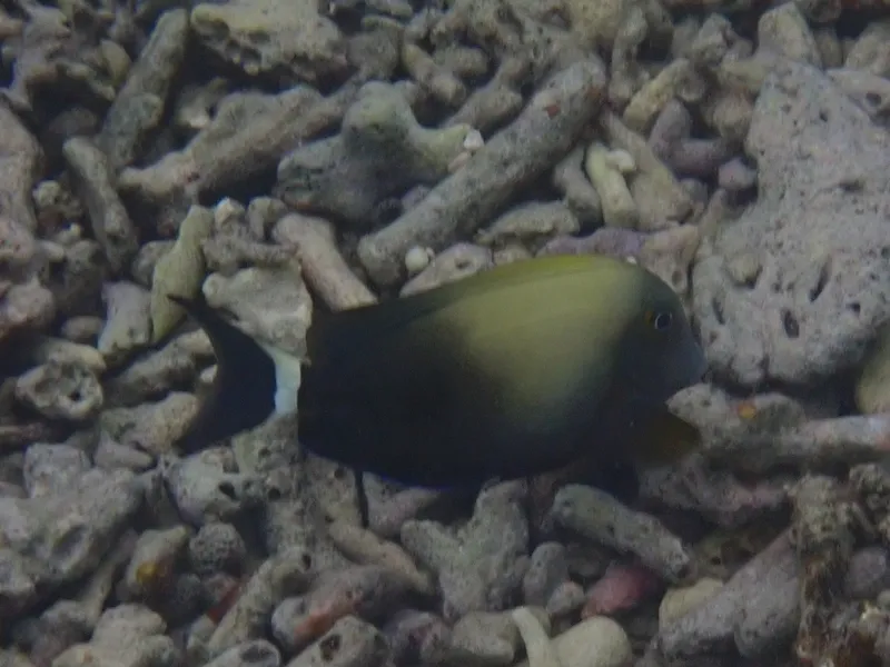 Acanthurus auranticavus