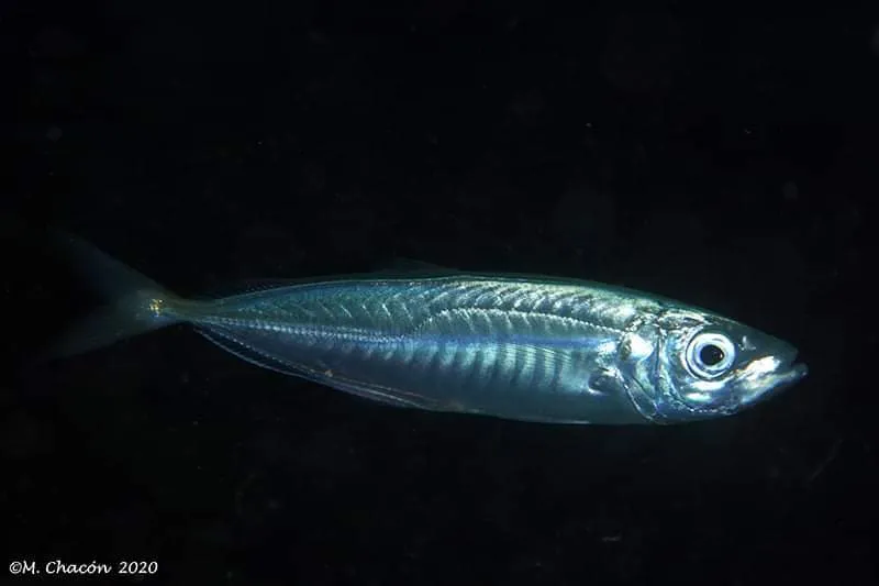 Atlantic Horse Mackerel (Trachurus trachurus)