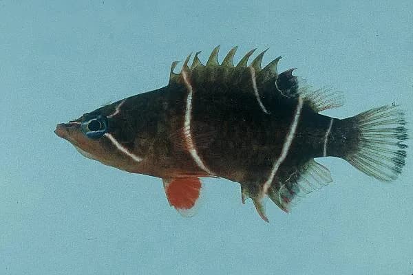 Whitebanded Sharpnose Wrasse (Wetmorella albofasciata)