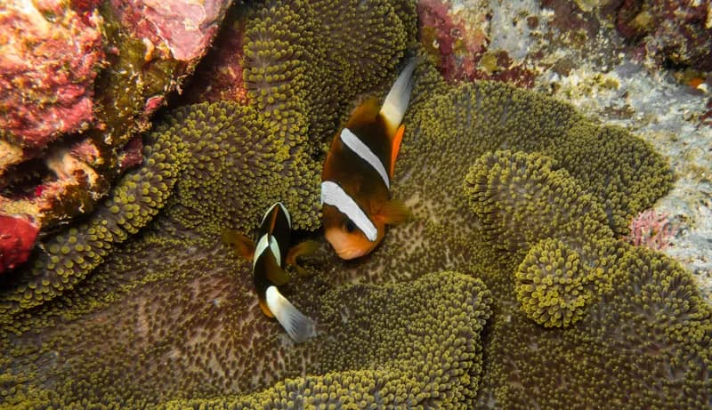 Barrier Reef Anemonefish (Amphiprion akindynos)