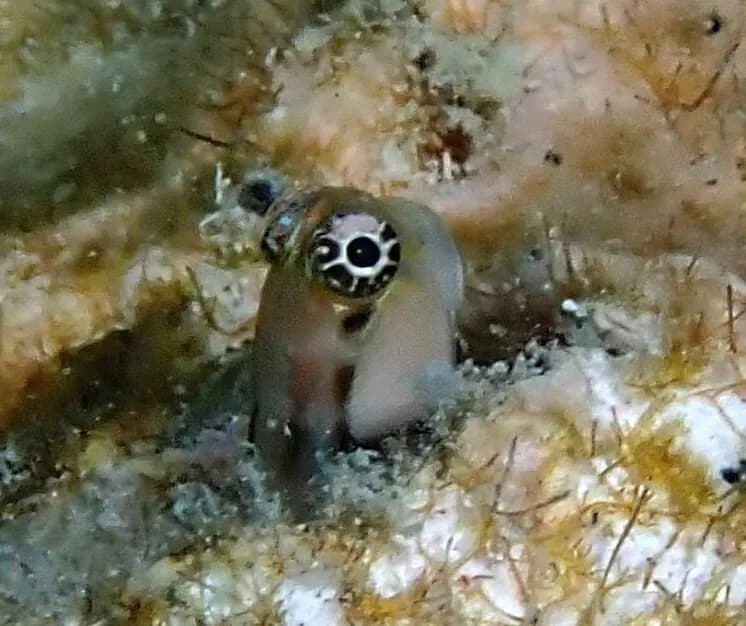 Ecsenius minutus