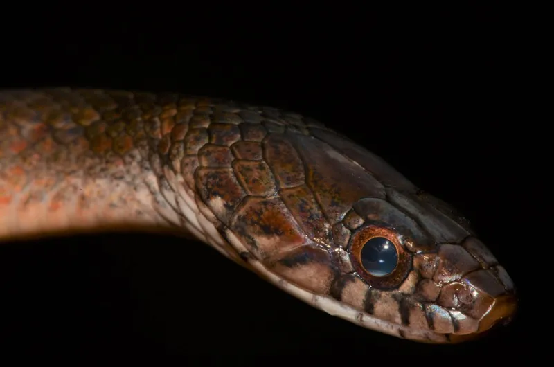 Natriciteres fuliginoides